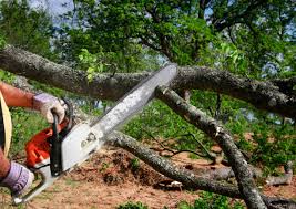 How Our Tree Care Process Works  in Honolulu, HI